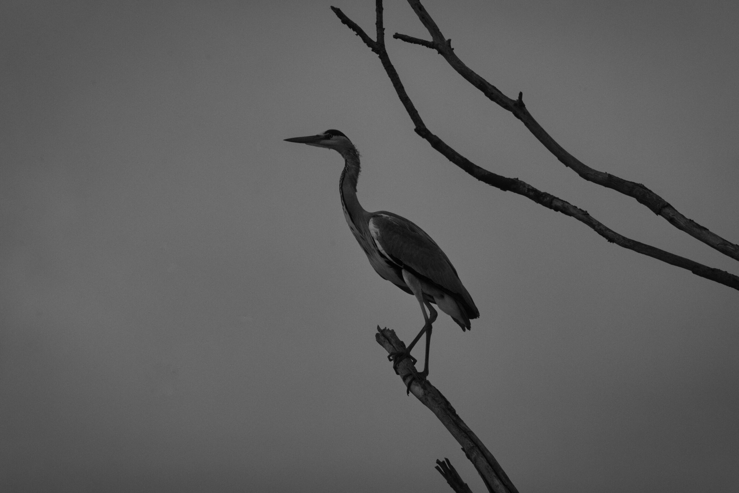 Héron cendré sur une branche très fine vu de profil. Photo en noir et blanc.